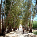 Avenue of trees leading to the church