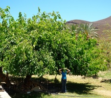 Chantel with the giant Mulberry tree