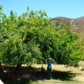 Chantel with the giant Mulberry tree