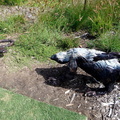 Green Point Park - Metal Sculptures