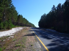 Road winding through Grabouw pine plantations