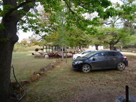 Cows, goats and sheep being herded past our house in the evening