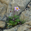 Even flowers growing in rock crevices