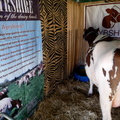 Ayrshire Cow at the Cheese Festival