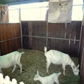 Goats at the Cheese Festival