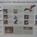 Raptors of Table Mountain