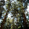 Tall trees in Tokai Plantation
