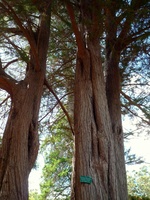 Monterey Cyprus Tree from California USA