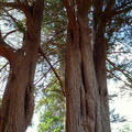Monterey Cyprus Tree from California USA