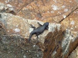 Wildlife at Cape Point