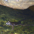 Frog floating in the Wit River
