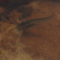 Tadpole in the water