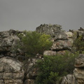 Troop of baboons watching from the mountain