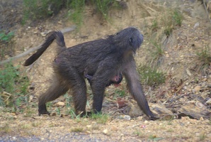 Baboons very active next to the road