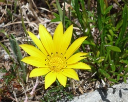 Yellow flower on Table Mountain
