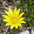 Yellow flower on Table Mountain