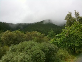 Thick green trees and mist hanging over Bain's Kloof Pass
