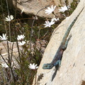 Agama Lizard smelling the flowers