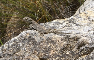 Agama Lizard on the rock