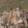 Troop of Baboons watching us inquisitively
