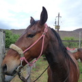 Horse that I rode