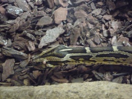 Burmese Python at Ratanga Junction