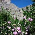 Pretty flowers along Table Mountain road