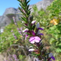 Flowers on Table Mountain road