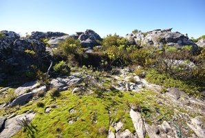 Moss on top of Table Mountain