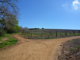 Vineyards near the start of the walk