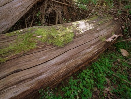 Fallen tree in the forest
