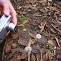 Chantel getting a closeup of some mushrooms on the forest floor