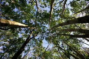 Canopy of trees in the Magic Forest