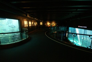Inside the Aquarium