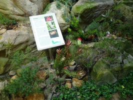 Fynbos display