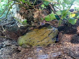 Giant Bullfrog - largest frog in Southern Africa