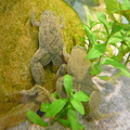 Common Platanna (African Clawed Toad)