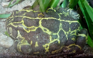 Western Leopard Toad