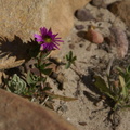 Single lone flower on the path on descent