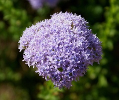 Lilac Powderpuff