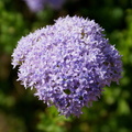 Lilac Powderpuff