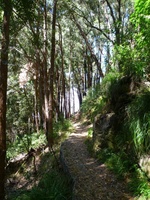 Leaf strewn path through the forest