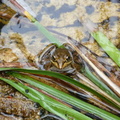 Frog watching me