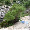Tree where we relaxed - had whole pool to ourselves unril 12pm
