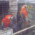 Parrots at Uhuru Game Lodge