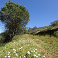 Flower littered path on Signal Hill