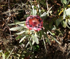 Bain's Kloof Ride - Protea flowering