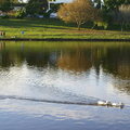 Ducks busying themselves across the dam...
