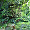 Moss Waterfall on Contour Path (Video)