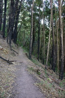 Last stretch of forest on Contour Path